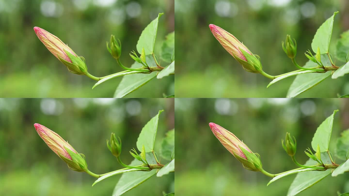 红芙蓉花蕾红芙蓉花蕾含苞待放鲜花卉