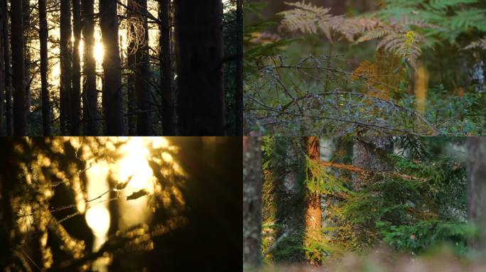 欧洲的秋天（黄金时段）——蘑菇，傍晚，日落。