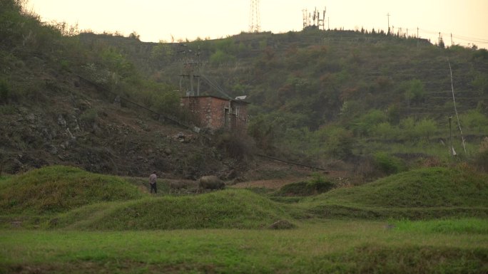 草地老人牵水牛老乡土