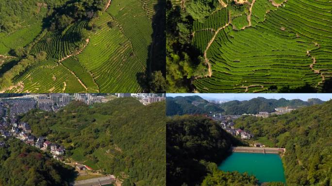 杭州西湖龙井网红茶园