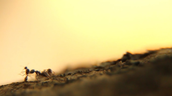 蚂蚁Anthill拥挤可移动图像