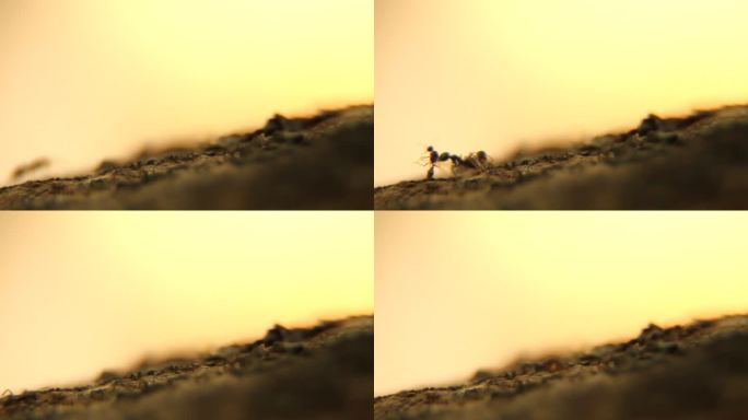 蚂蚁Anthill拥挤可移动图像