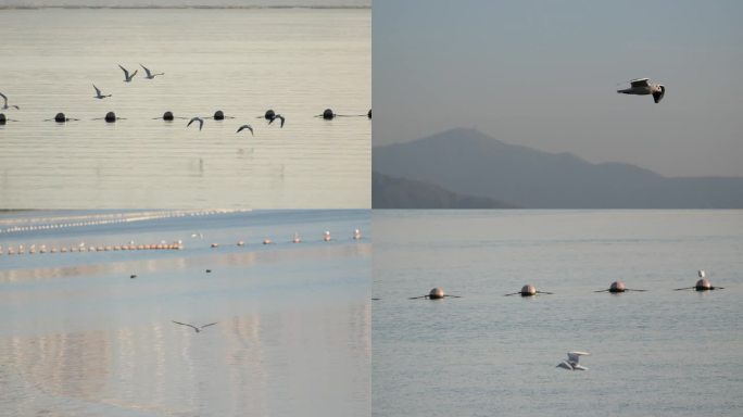 海鸥飞翔升格镜头 深圳湾海鸥飞翔