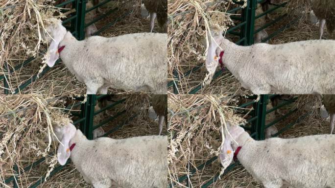 农场里的一群羊吃草饲养业养羊