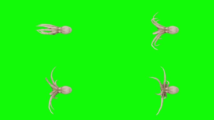 绿色屏幕上的游泳章鱼。动物、野生动物、游戏、返校、3d动画、短视频、电影、卡通、有机、色度键、人物动
