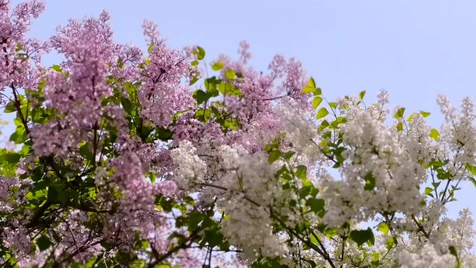 春暖花开、丁香花、鲜花盛开 04