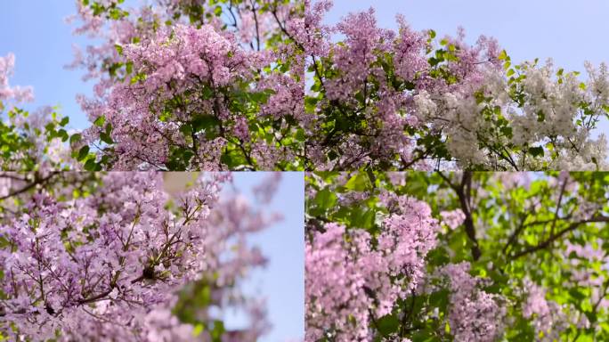 春暖花开、丁香花、鲜花盛开 04