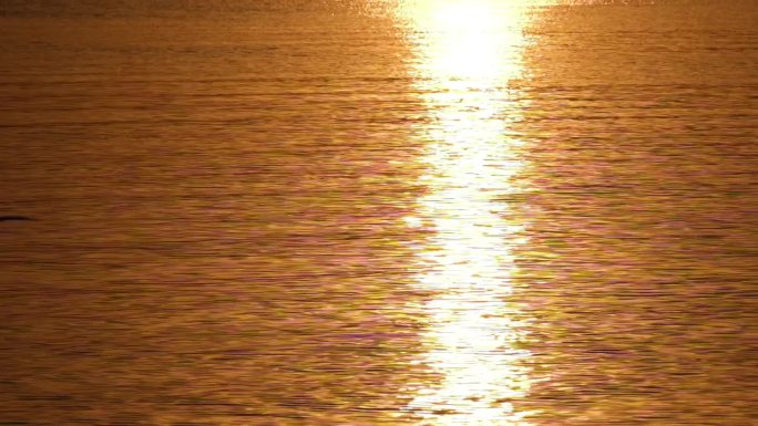 深圳湾海鸥飞翔在金光粼粼的水面升格