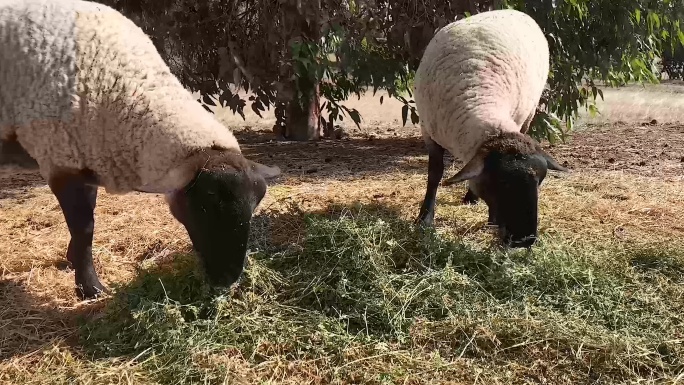 萨福克羊吃干草现代农业绿色生态农民三农养