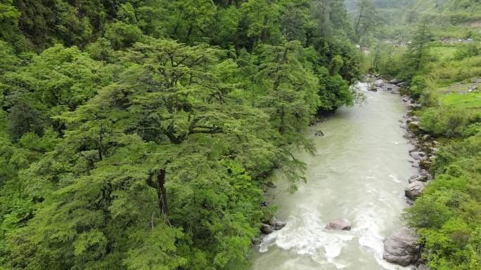 航拍西藏原始森林 激流峡谷