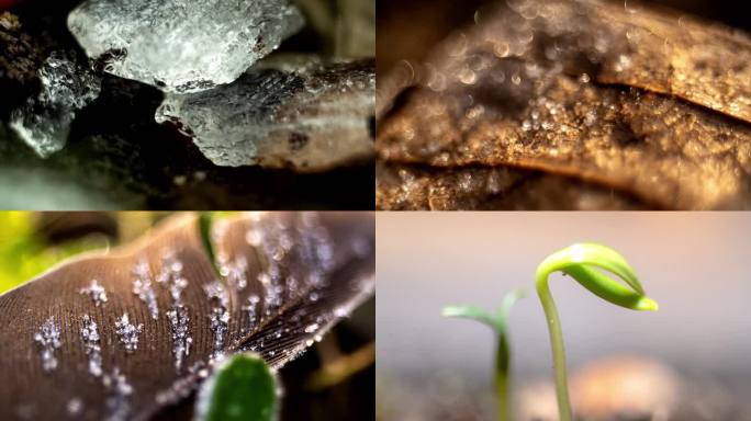 冰雪消融植物生长