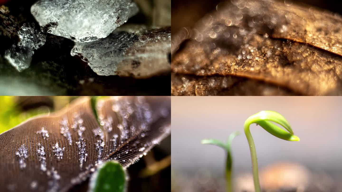 冰雪消融植物生长