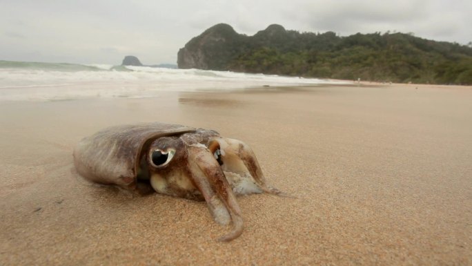 海滩上的小鱿鱼大海海洋生物沙滩