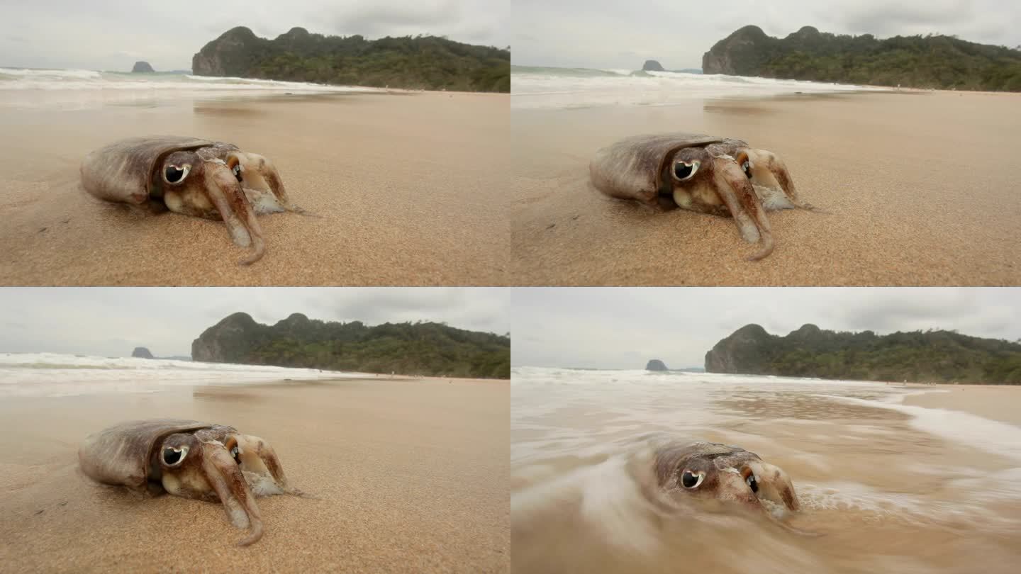 海滩上的小鱿鱼大海海洋生物沙滩