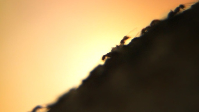蚂蚁自然自然土地状态蚂蚁