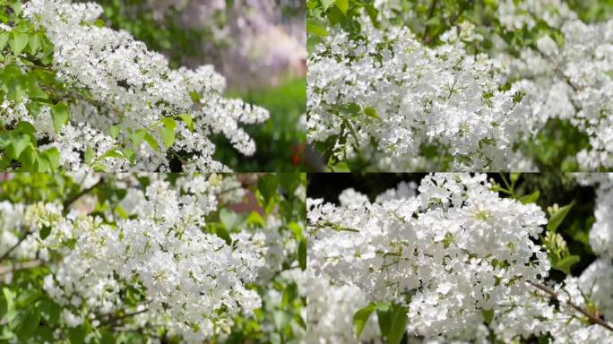 春暖花开、丁香花、鲜花盛开 03