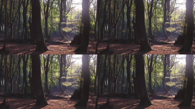 4K的森林里阳光明媚的秋天早晨