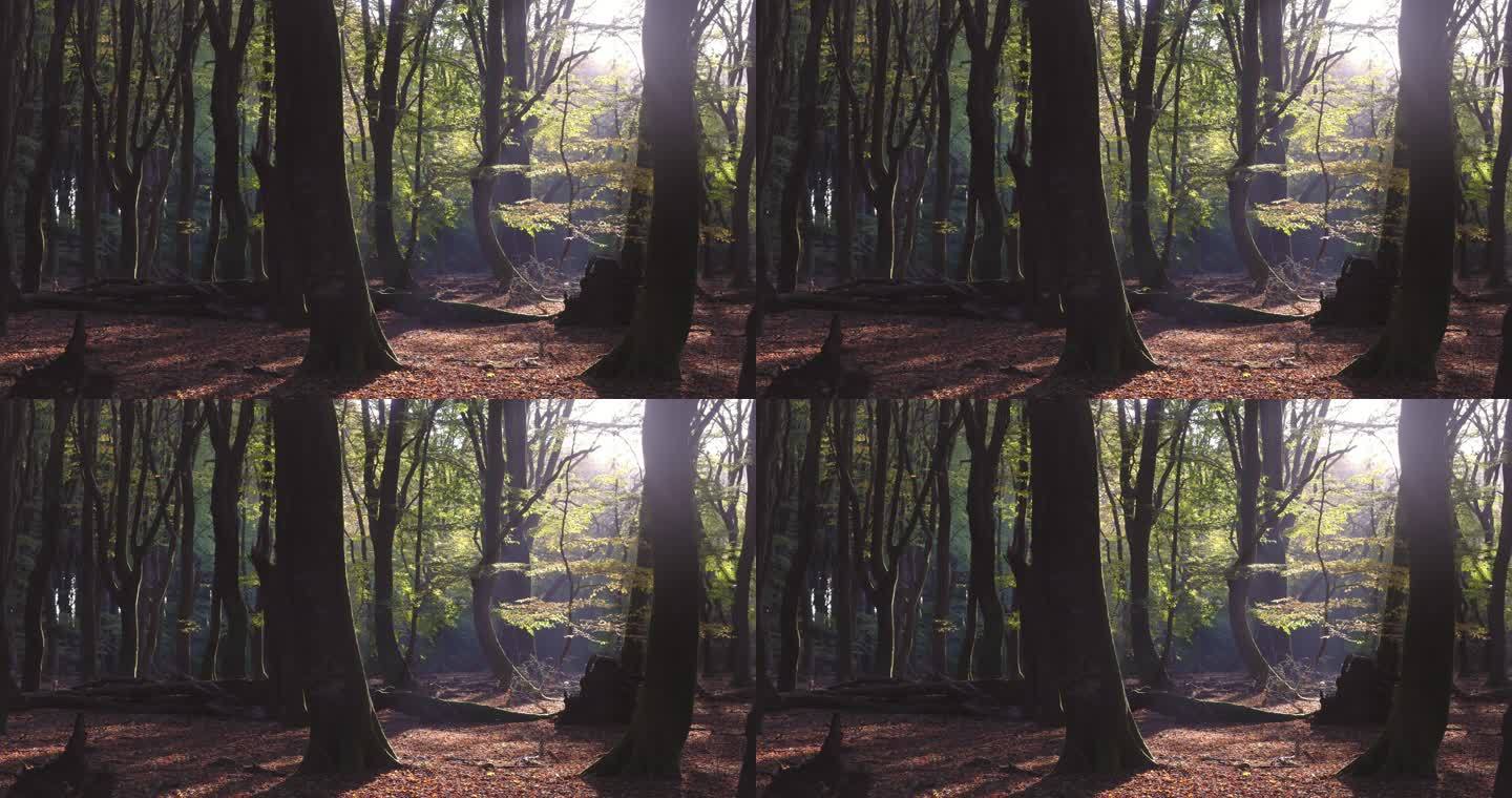 4K的森林里阳光明媚的秋天早晨