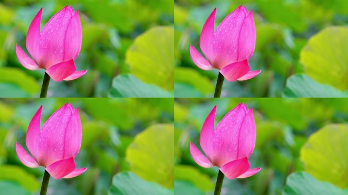 4K上海古漪园雨雾荷花 红色荷叶特写视频