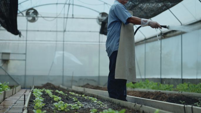 农民小企业中的可持续蔬菜