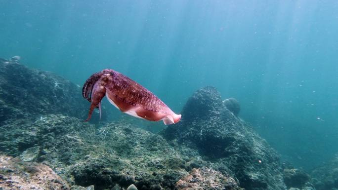在水下珊瑚礁上游泳的法老乌贼（Sepia pharaonis）头足类