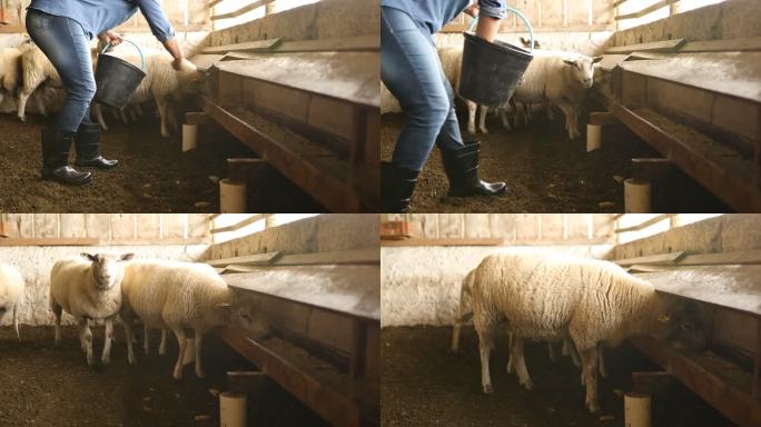 给羊喂食的女人喂养养羊圈现代农业