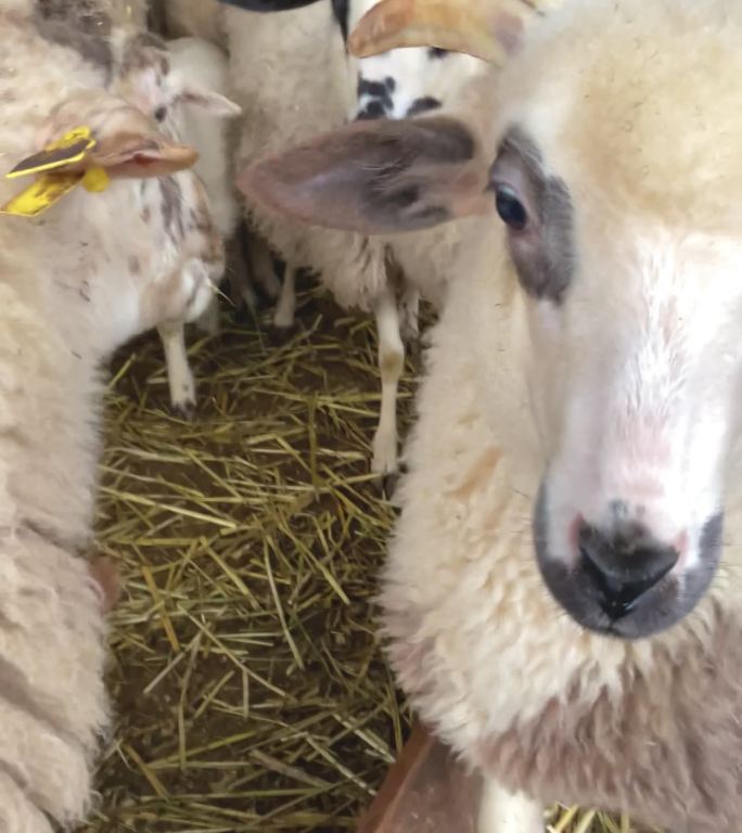 绵羊农场生产牛奶和羊毛4k库存视频