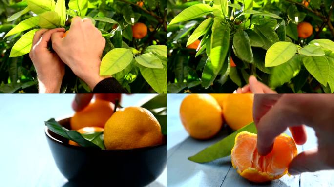 系列：新鲜柑橘柑橘橘子橙子高清特写养生膳