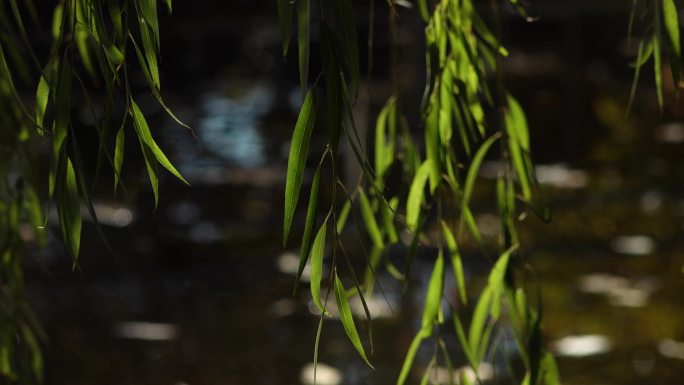 垂柳绿柳柳叶自然生态池塘垂柳