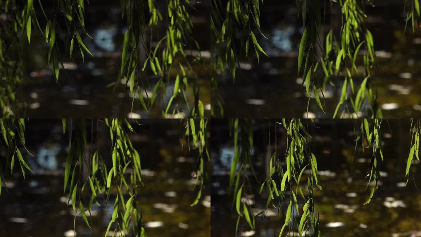 垂柳绿柳柳叶自然生态池塘垂柳