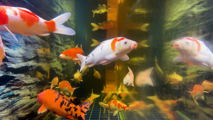 水族馆景观鱼锦鲤