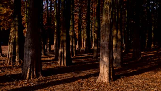 光影下的红松林