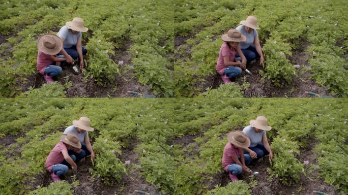 拉丁美洲母亲教女儿如何收获土豆