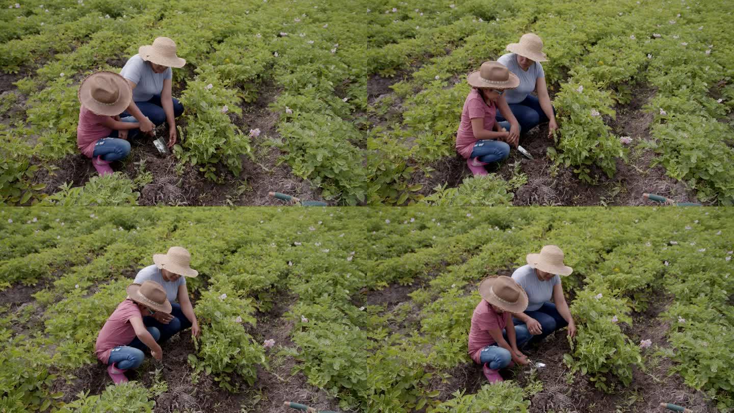 拉丁美洲母亲教女儿如何收获土豆