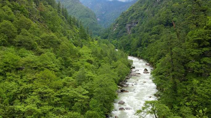 航拍西藏原始森林 溪流 丛林 峡谷