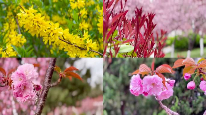 樱花、连翘花、花视频素材