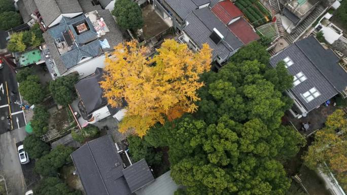 4K航拍西湖龙井村