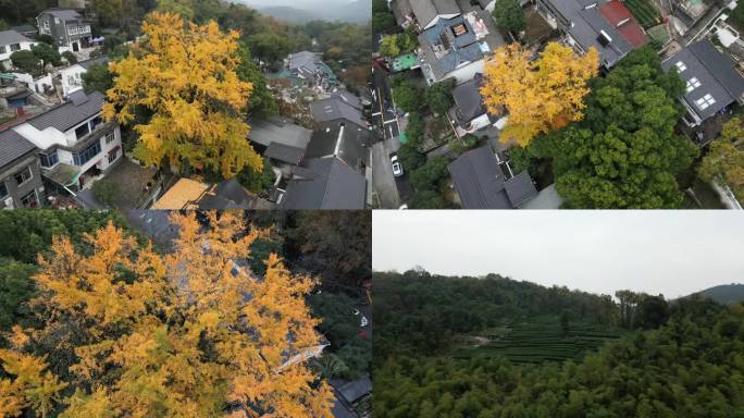 4K航拍西湖龙井村