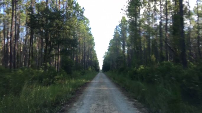 夏天过得很快，驱车沿着松林中空旷的长土路行驶，开始时有些弯道