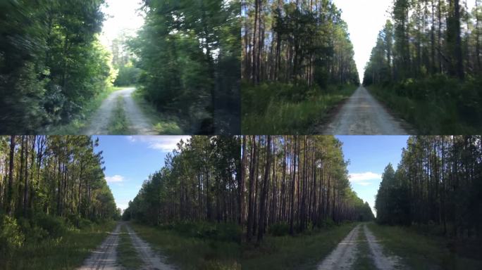 夏天过得很快，驱车沿着松林中空旷的长土路行驶，开始时有些弯道