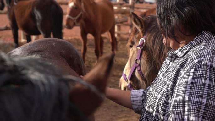 一个美国土著女孩梳理她的马
