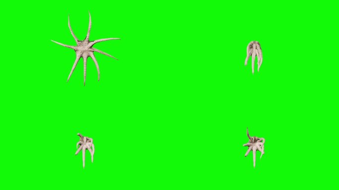 绿色屏幕上的死亡章鱼。动物、野生动物、游戏、返校、3d动画、短视频、电影、卡通、有机、色度键、人物动
