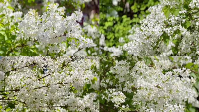 春暖花开、丁香花、鲜花盛开 01