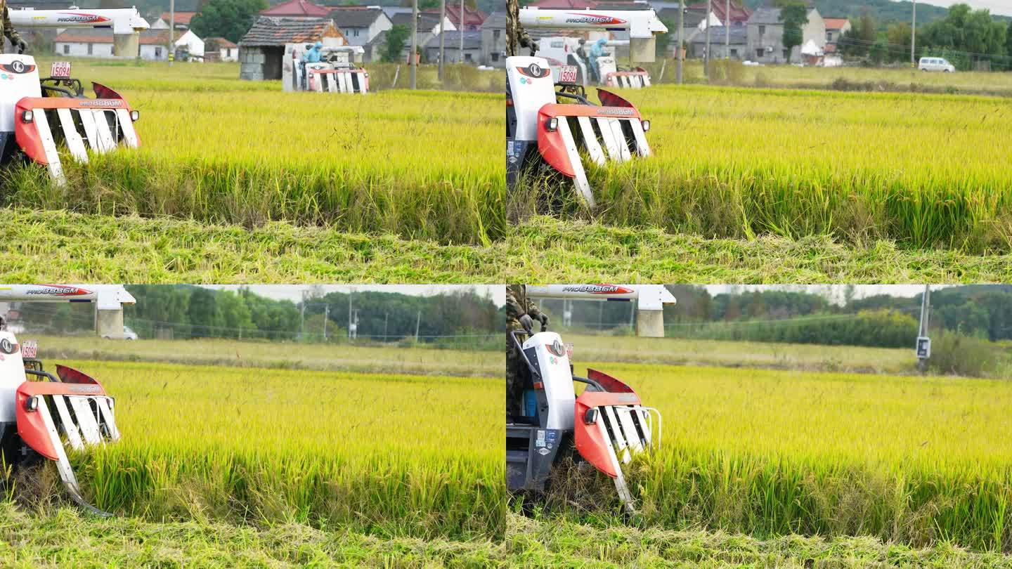 稻田里工作的谷物收割机