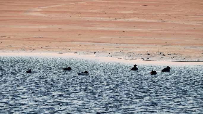 寒冬黄昏-一群秋沙鸭在半冰冻的湖面上闲逛