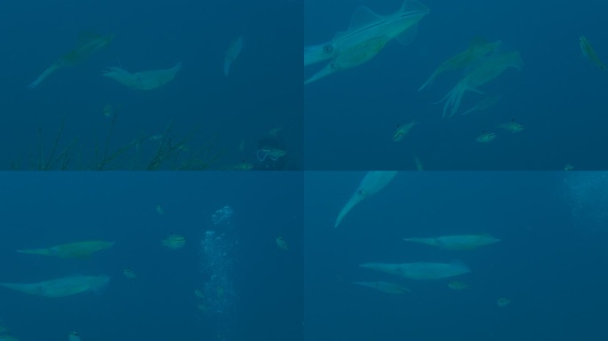 一群在珊瑚礁中游泳的巨型巨鳍鱿鱼