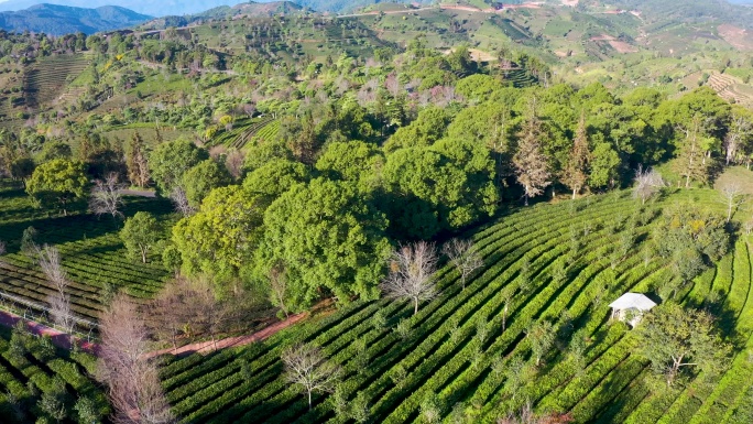 航拍茶山