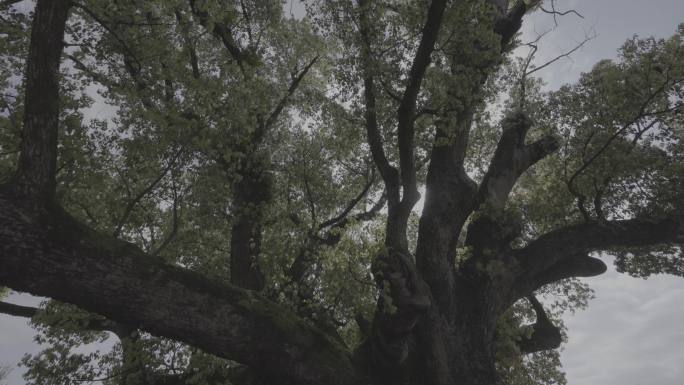 千年古树香榧树