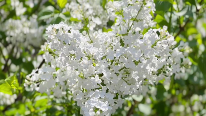 春暖花开、丁香花、鲜花盛开 02