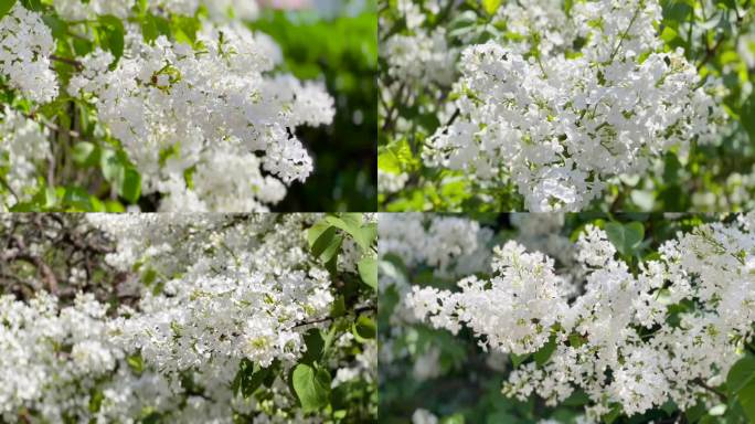 春暖花开、丁香花、鲜花盛开 02